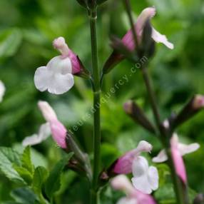 Salvia 'Fiona' - Sauge arbustive rose et blanche