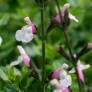 Salvia 'Fiona' - Sauge arbustive rose et blanche