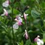 Salvia 'Fiona' - Sauge arbustive rose et blanche