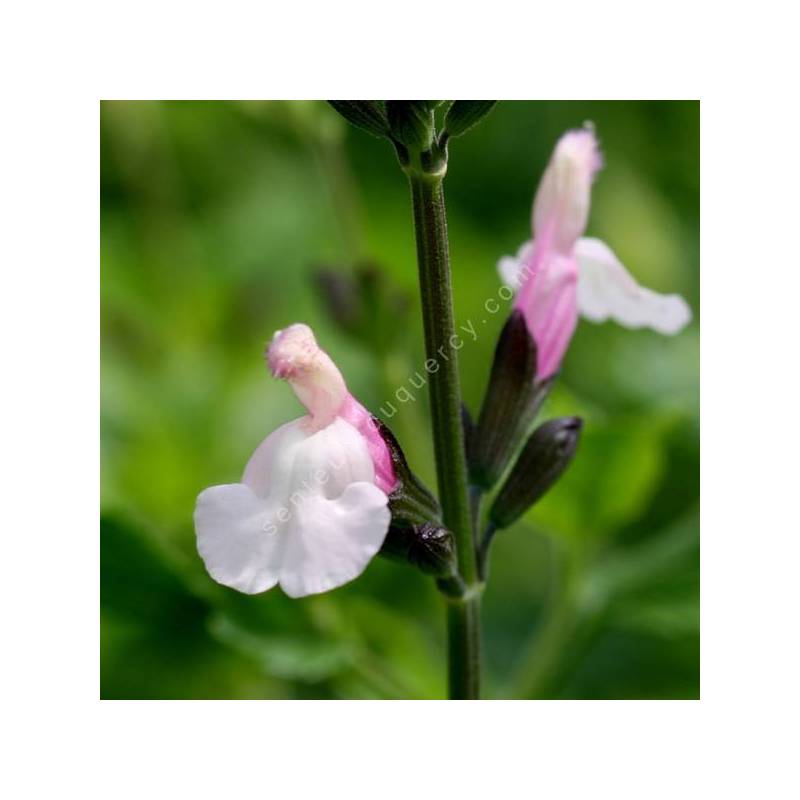 Salvia 'Fiona' - Sauge arbustive rose et blanche