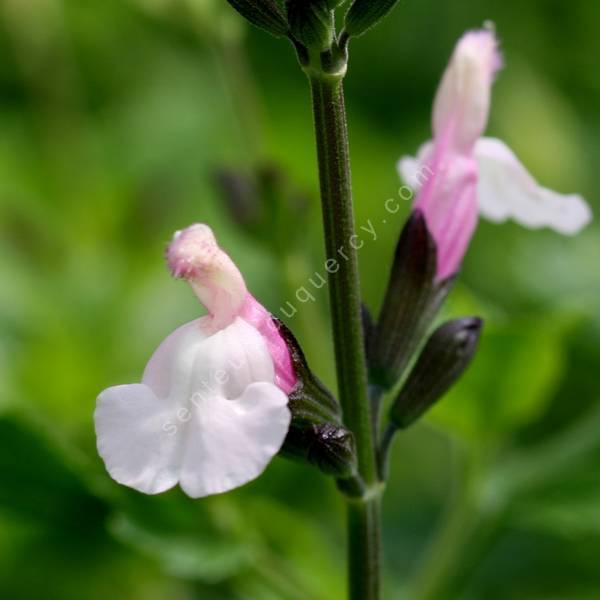 Sauge arbustive vivace à fleur rose et blanche - Salvia 'Fiona'