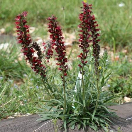 Echium russicum - Vipérine de Russie