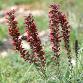 Echium russicum - Vipérine de Russie