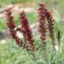 Echium russicum - Vipérine de Russie