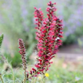 Echium russicum - Vipérine de Russie