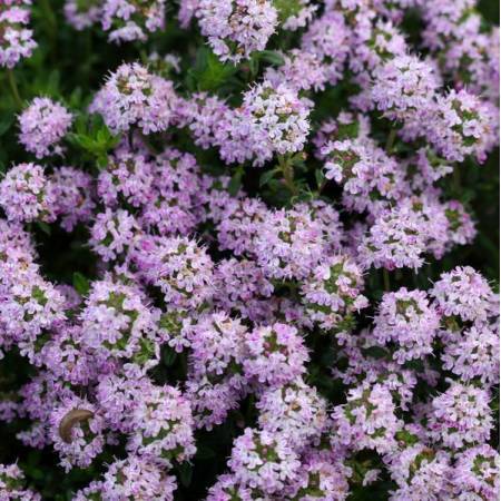 Thymus nitens - Thym luisant