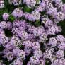 Thymus nitens - Thym luisant