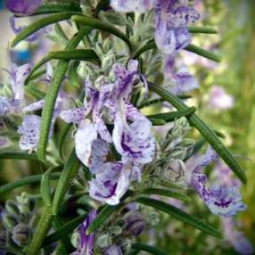 Rosmarinus officinalis 'Sudbury Blue' - Romarin