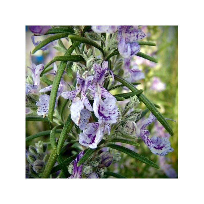 Rosmarinus officinalis 'Sudbury Blue' - Romarin