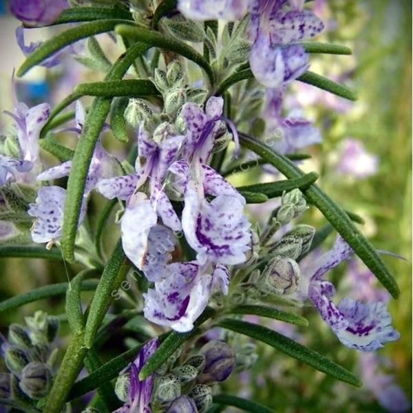 Rosmarinus officinalis 'Sudbury Blue' - Romarin