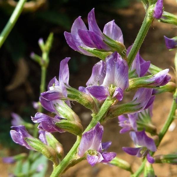 Réglisse - Glycyrrhiza glabra - aromate pour jardin sec