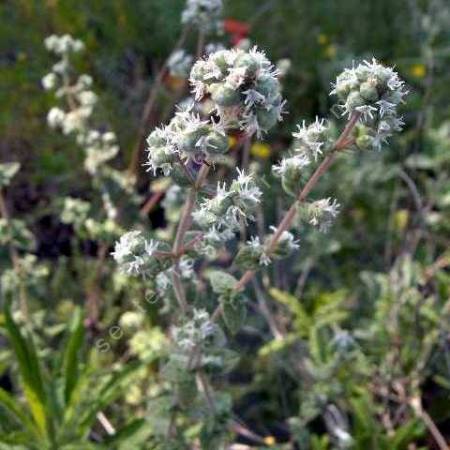 Origanum syriacum - Origan de Syrie - Za'atar