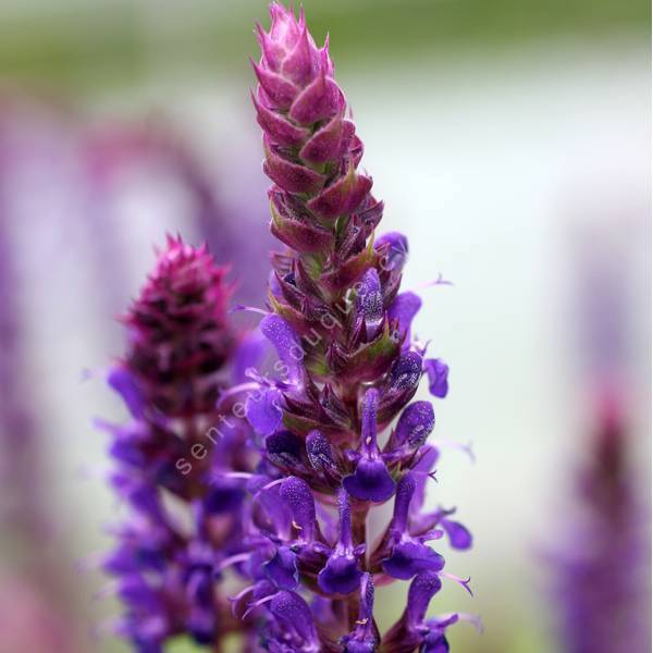 Salvia x sylvestris 'April Night' - Sauge des bois Salvia x sylvestris 'April Night' - Sauge des bois