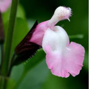 Salvia 'Anduus' - Sauge arbustive blanche et rose