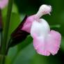 Salvia 'Anduus' - Sauge arbustive blanche et rose