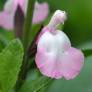 Salvia 'Anduus' - Sauge arbustive blanche et rose