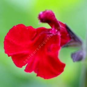 Salvia 'Makris' - Sauge arbustive rouge bordeaux