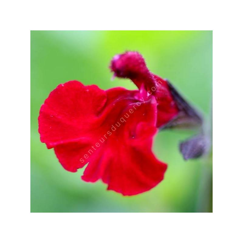 Salvia 'Makris' - Sauge arbustive rouge bordeaux