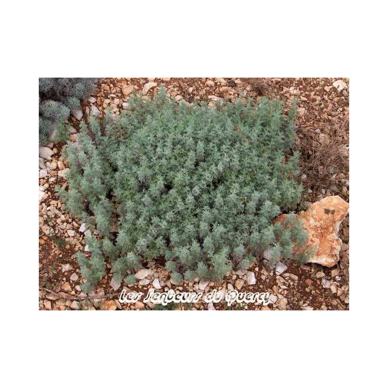 Artemisia pontica - petite absinthe