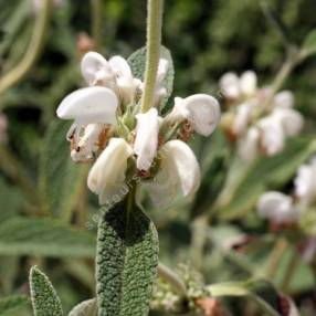 Phlomis purpurea 'Alba' - Sauge de Jérusalem blanche