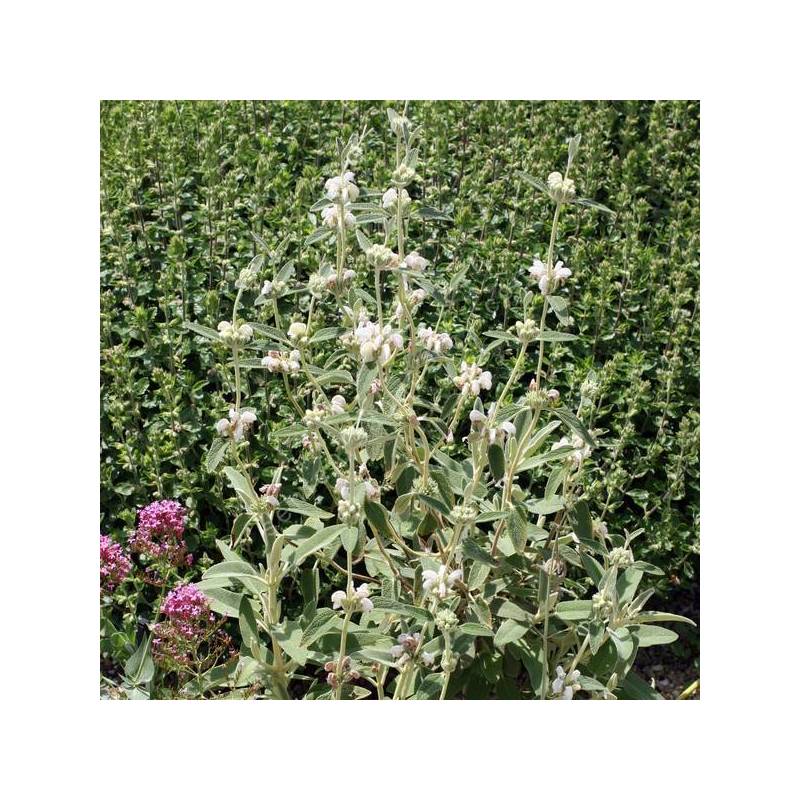 Phlomis purpurea 'Alba' - Sauge de Jérusalem blanche