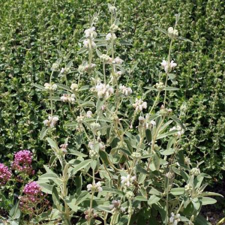 Phlomis purpurea 'Alba' - Sauge de Jérusalem blanche