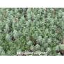 Artemisia pontica - petite absinthe