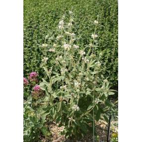 Phlomis purpurea 'Alba' - Sauge de Jérusalem blanche