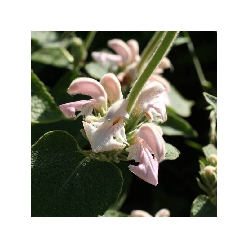 Phlomis bovei subsp. maroccana - Sauges de Jérusalem rose