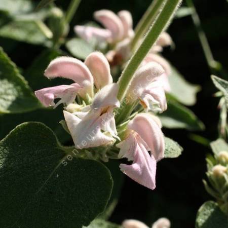 Phlomis bovei subsp. maroccana - Sauges de Jérusalem rose