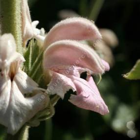 Phlomis bovei subsp. maroccana - Sauges de Jérusalem rose