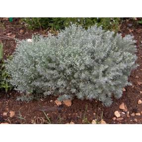 Artemisia schmidtiana 'Nana'