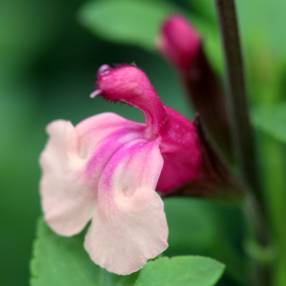 Salvia 'Gold and Wine' - Sauge arbustive rose 3 tons