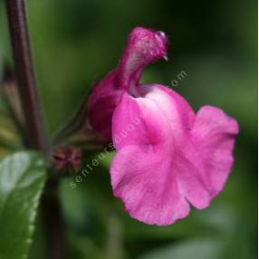 Salvia 'Roselilac' - Sauge arbustive rose lilas