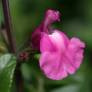 Salvia 'Roselilac' - Sauge arbustive rose lilas