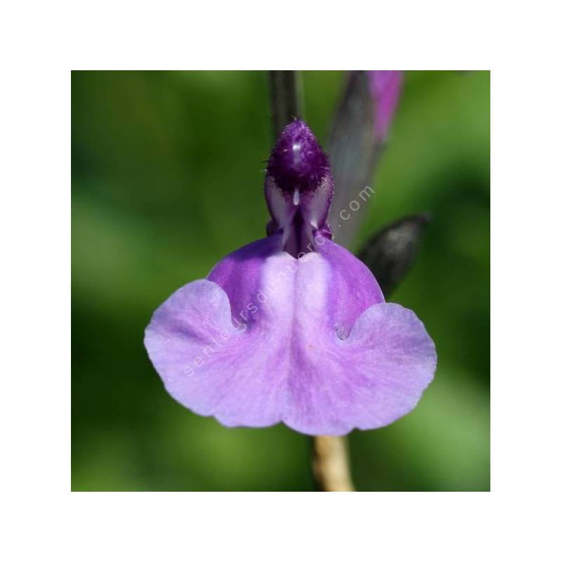 Salvia 'Carolus' - Sauge arbustive bleu mauve