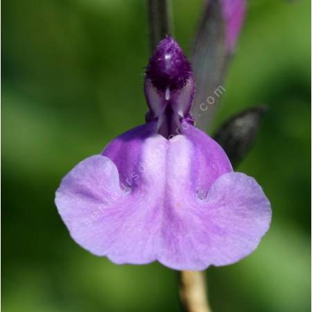 Salvia 'Carolus' - Sauge arbustive bleu mauve