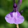 Salvia 'Carolus' - Sauge arbustive bleu mauve