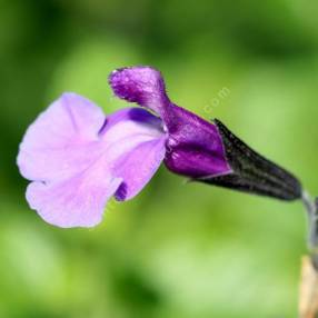 Salvia 'Carolus' - Sauge arbustive bleu mauve