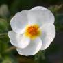 Cistus x oblongifolius - Ciste à feuilles oblongues - inflatus