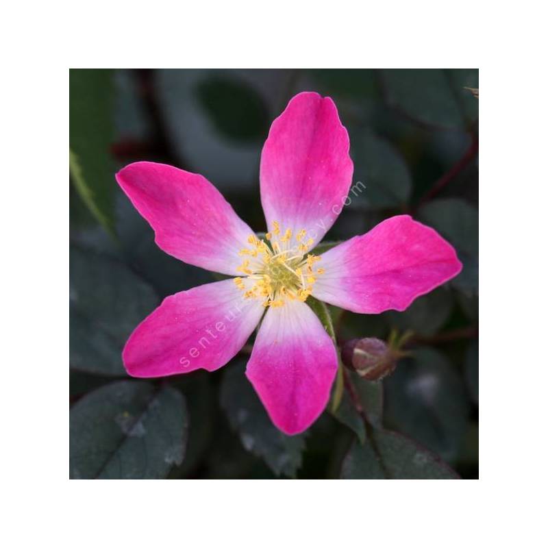 Rosa glauca - Rosier glauque