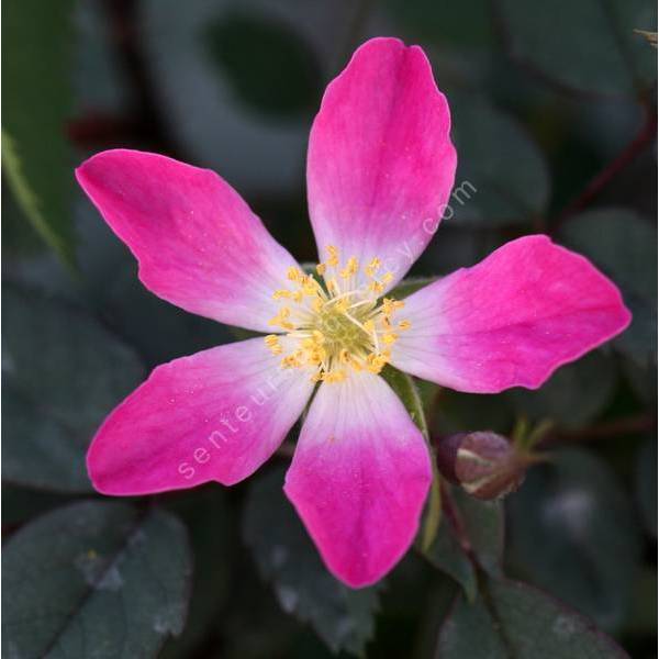 Rosa glauca - Rosier glauque