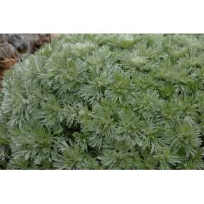 Artemisia schmidtiana 'Nana'