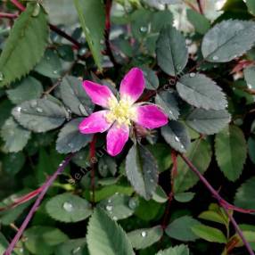 Rosa glauca - Rosier glauque