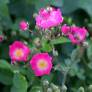 Rosa x multiflora 'Maria Lisa' - Rosier grimpant rose