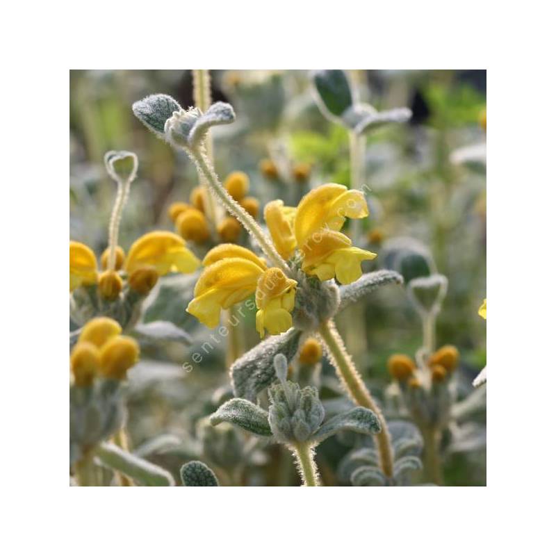 Phlomis lanata - Sauge de Jérusalem à petites feuilles