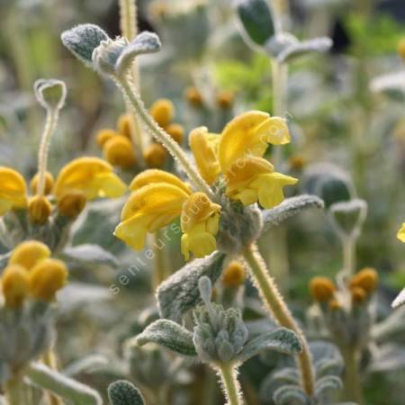 Phlomis lanata - Sauge de Jérusalem à petites feuilles