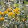 Phlomis lanata - Sauge de Jérusalem à petites feuilles