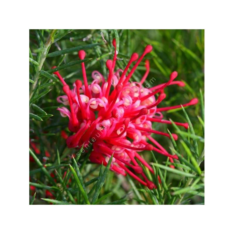 Grevillea juniperina - Grévillier à feuilles de genièvre