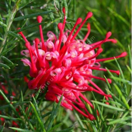 Grevillea juniperina - Grévillier à feuilles de genièvre